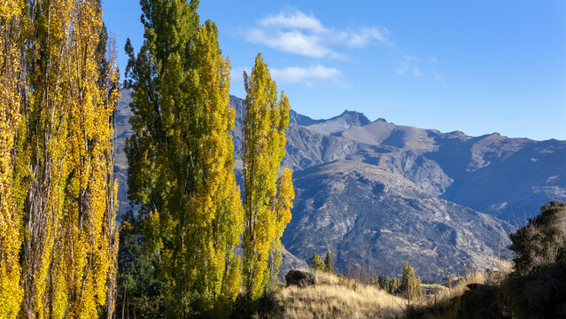 Aerial view of autumn's golden trees contrasting against the rugged mountain backdrop, a serene landscape bathed in the clear light, Whitechapel Road, Queenstown, Otago Region, New Zealand.