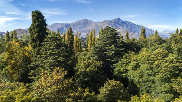 Aerial view of verdant forest canopy contrasting with the rugged Remarkables mountains in the distance, Thurlby Domain, Queenstown, Otago region, New Zealand.