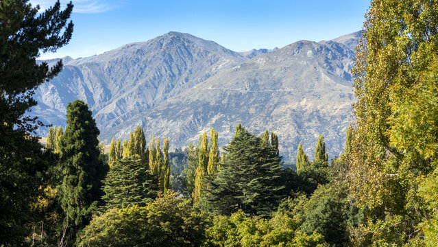 Aerial view of lush green and golden treetops contrasting against the rugged, towering mountains under a clear blue sky, Thurlby Domain, Queenstown, Otago region, New Zealand.