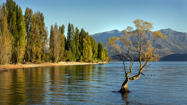 Aerial view of a lone tree standing in the calm waters of Lake Wanaka, framed by autumn foliage and majestic mountains, Otago Region, New Zealand.