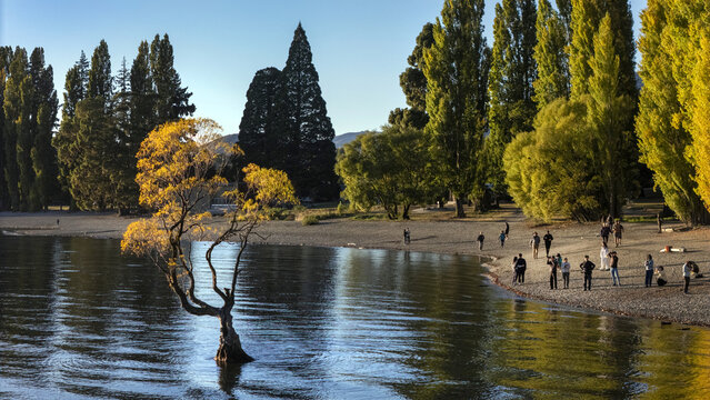 Aerial view of a lone tree standing in the calm waters of Lake Wanaka, its golden leaves reflecting the soft light against the backdrop of the distant mountains, Wanaka, Otago Region, New Zealand.