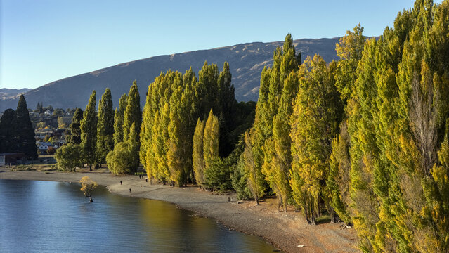 Aerial view of golden trees casting long shadows on the shore of Lake Wanaka, with mountains rising in the distance, Wanaka, Otago Region, New Zealand.