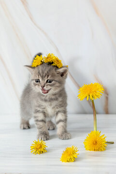 little British kitten with dandelions