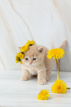 little British kitten with dandelions