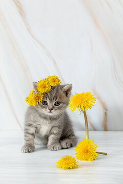 little British kitten with dandelions