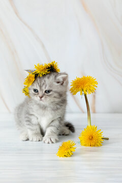 little British kitten with dandelions