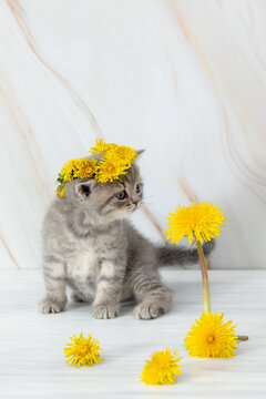 little British kitten with dandelions