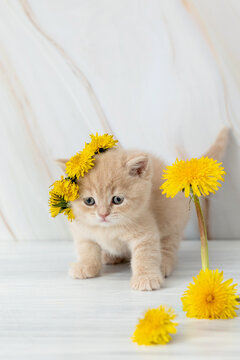 little British kitten with dandelions