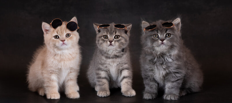 British kittens wearing glasses . Panorama. Panoramic image
