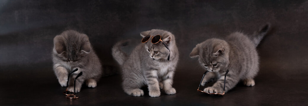 British kittens wearing glasses . Panorama. Panoramic image