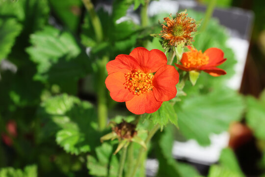 Geum 'Tosai'. Close up of single, bright orange red avens flower in the spring. 