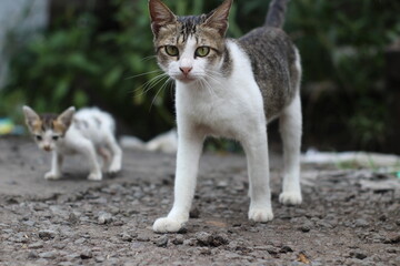 Obraz premium mother cat protects her playing kittens