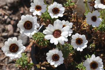 Fototapeta premium Rhodanthemum 'Casablanca'PBR (Atlas Daisy Series). Full frame of white daisy flowers with deep brown centres. 