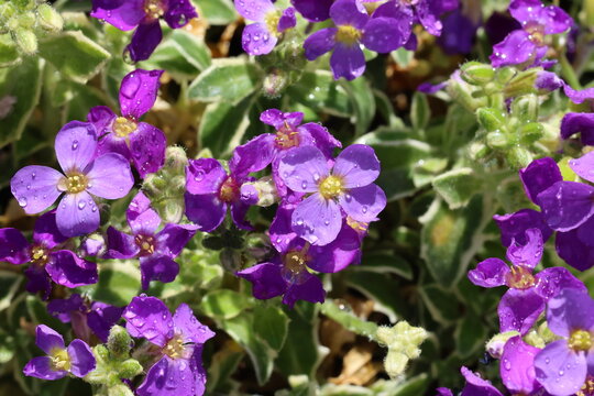 Aubrieta 'Doctor Mules Variegata'. Full frame of deep blue purple aubrieta flowers with variegated leaves.  