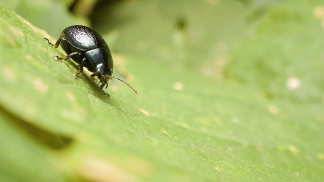 macro shot of plantain leaf beetle (Chrysolina haemoptera) crawling on fresh green leaf in natural habitat	
