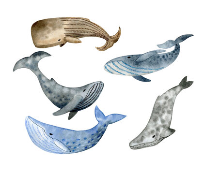 Set of different vector watercolor whales.