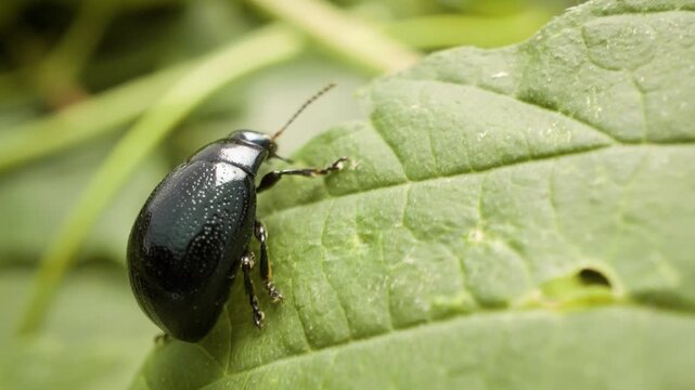 Detailed macro of plantain leaf beetle (Chrysolina haemoptera) on green leaf	