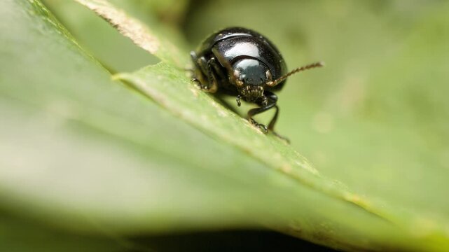 Chrysolina haemoptera, plantain leaf beetle in natural environment