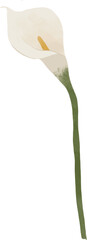 White Calla Lily Illustration © ShyPalette Studio