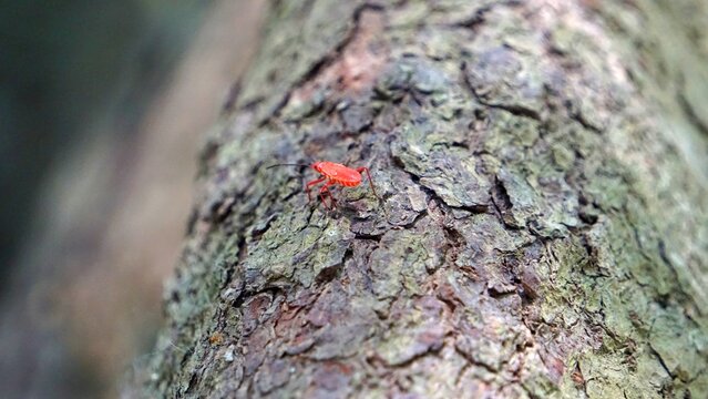 Tiny Red Bug(Red Assassin Bug) Crawling On Rough Tree Bark Closeup