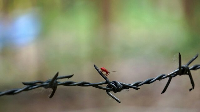 Tiny Red Bug(Red Assassin Bug) Crawling On Rough Tree Bark Closeup