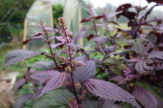 Purple shiso plant blooming in an organic garden