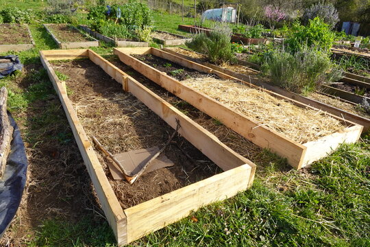 Raised garden beds with straw mulch for permaculture