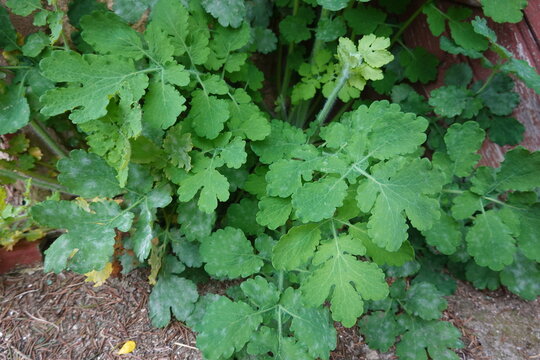 Greater celandine plant growing, chelidonium majus foliage