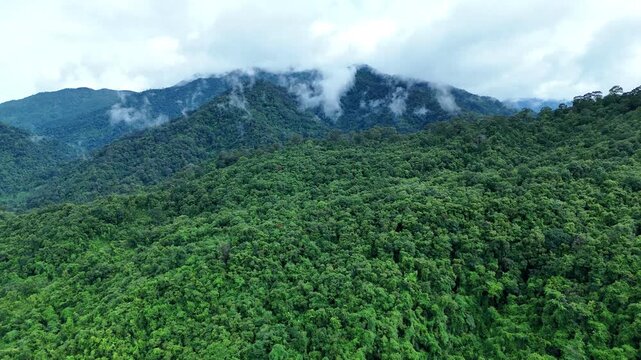 Aerial drone shot over primary Jungle tropical rain forest in Nan, Thailand. Aerial view, moving over a rainforest tree canopy in a slow pace beautiful green nature background of a tropical forest.	