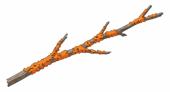 A textured branch covered in vibrant orange lichen, isolated on a white background