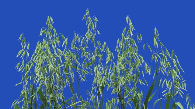 Green oat plants on blue screen background for post-production.