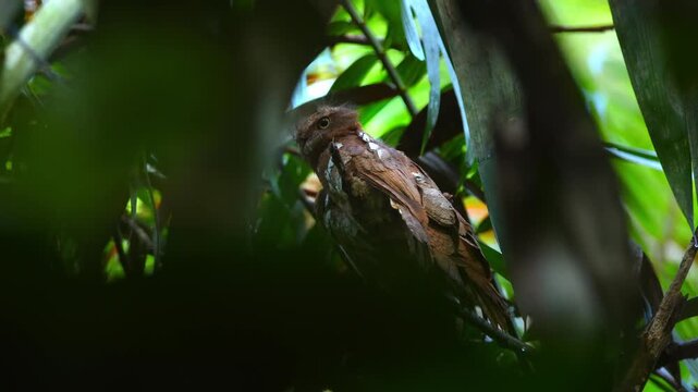 Javan frogmouth (Batrachostomus javensis) on a camouflage while resting on a tree branch, blending in with its surrounding, natural background