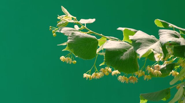 Blossoming linden tree with flowers on a green screen
