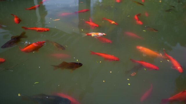 Red and black fish swimming in pond