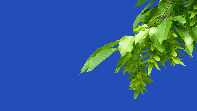 Green hornbeam branch with seeds on blue screen background.