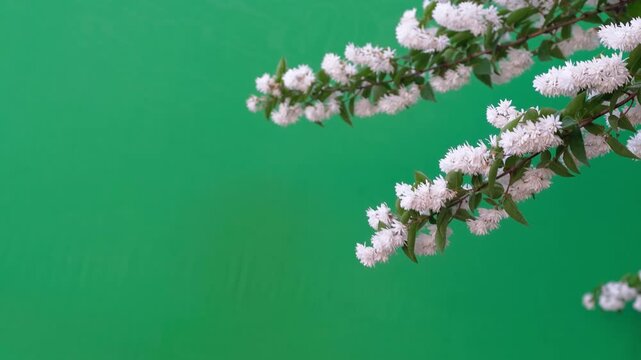 Blooming white deutzia scabra branch on a green background