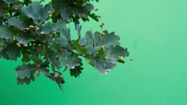Green oak branch with young acorns on a green background