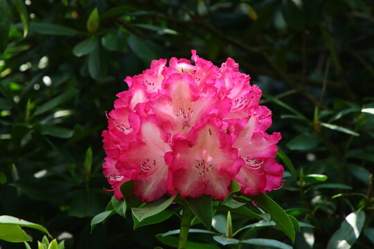 Rododendron Bl&uuml;te altrosa-wei&szlig;
