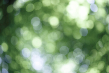 green forest with bokeh overlay on transparent background © vovan