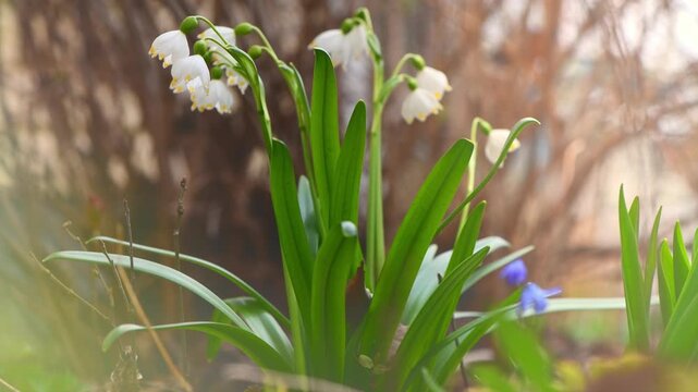 Delicate white blossoms of leucojum vernum, commonly known as spring snowflakes, emerging with vibrant green leaves from the forest floor, marking the arrival of a new season