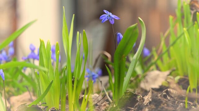 Blue scilla flowers, a sign of new life, pushing through fresh green shoots in a garden setting with gentle bokeh, symbolizing growth and the arrival of spring