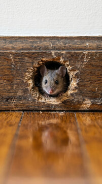 Close-up of a small curious mouse peeking through a round hole in a wooden baseboard, looking at a shiny polished floor in a home interior, concept of pest control, and hidden nature