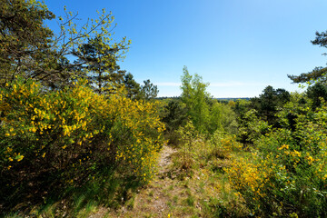 Fototapeta premium GR 13 long-distance hiking trail near Nemours city . Île-de-France region