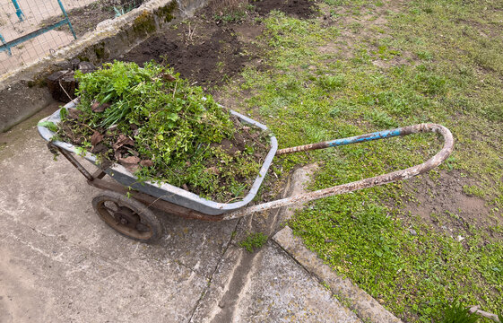 Wheelbarrow loaded with pulled weeds and garden waste, outdoor yard cleanup after weeding work
