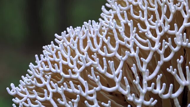 White Coral Like Fungus Branches Forest, Delicate Pale Tips And Densely Clustered Growth, Soft Green Bokeh Background And Shallow Depth Of Field Reveal Intricate Organic Texture And Sculptural Forms