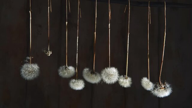 Dandelion seed heads, some intact and others shedding delicate seeds as they hang from a twig, evoking fragility, transformation and the natural life cycle against dark wood