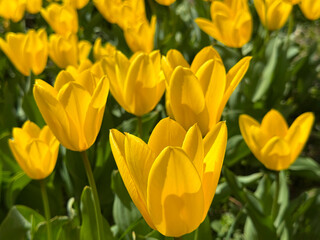 Fototapeta premium Yellow tulips in the garden.