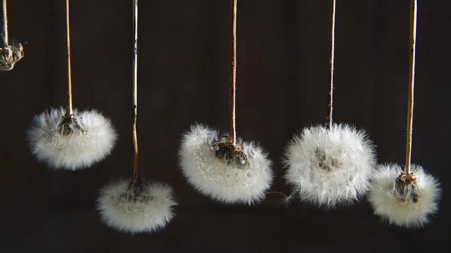 Dandelion seed heads, some intact and others shedding delicate seeds as they hang from a twig, evoking fragility, transformation and the natural life cycle against dark wood