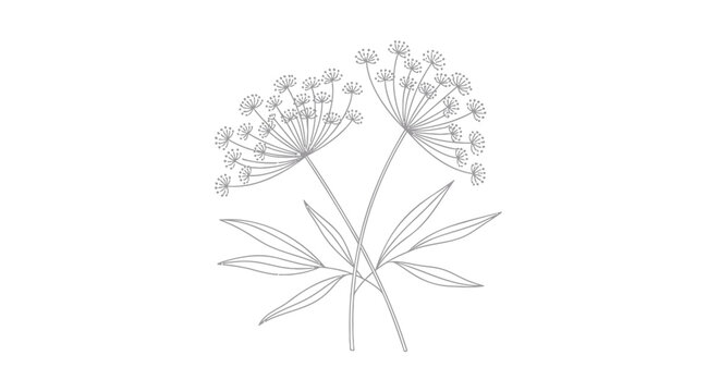 Botanical illustration, dandelion flowers, line art, minimalist floral design, vector graphics