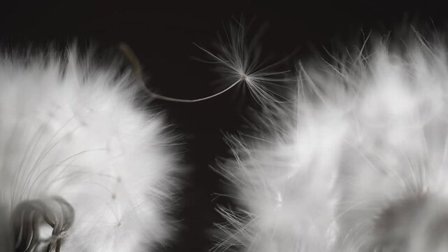 Dandelion seed parachute floating gently from a delicate white head, symbolizing ideas of freedom, new beginnings, dispersal, and the fragile beauty of life